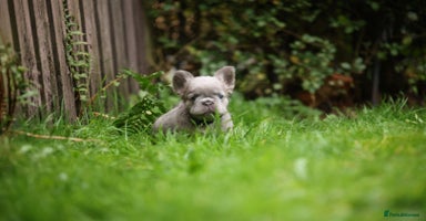 French Bulldog dogs - Advert 6