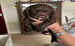 Cocker Spaniel dogs for sale: 5 Pedigree Working Cocker Pups for Sale  - Image 4