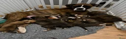 Boxer dogs for sale: Kc reg Boxer puppies  - Advert 1