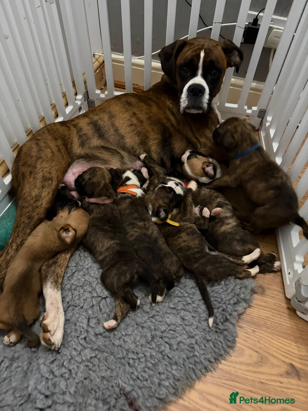 Boxer dogs for sale: Kc reg Boxer puppies  - Advert 1
