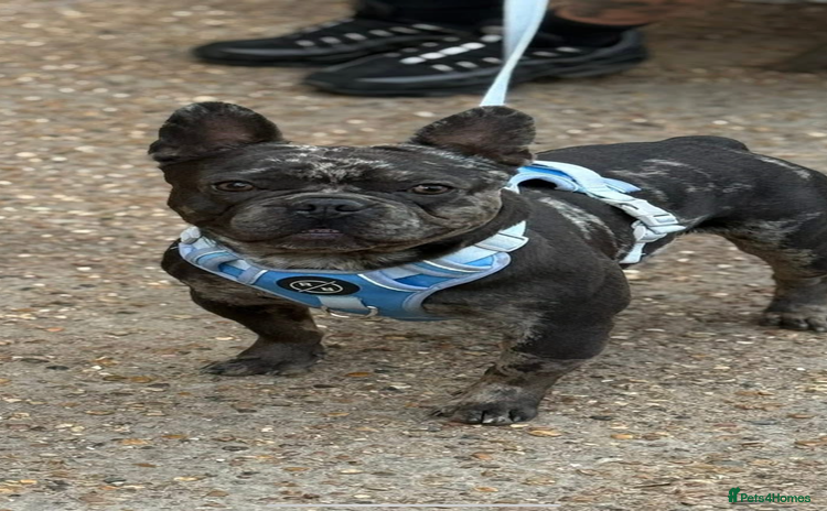French Bulldog dogs - Advert 11