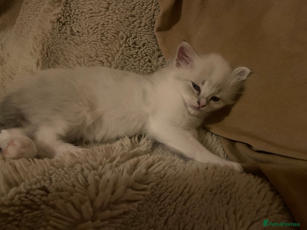 Siberian cats for sale: Siberian Neva masquerade kittens  - Image 8