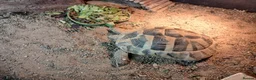 Hermann Tortoise reptiles for sale: Male Hermann Tortoise  - Advert 7