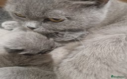 British Shorthair cats for sale: British Shorthair Kittens - Image 5