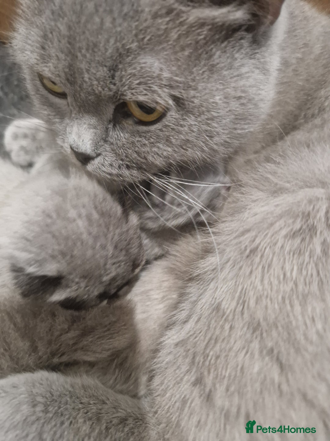 British Shorthair cats for sale: British Shorthair Kittens - Image 5