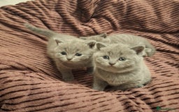 British Shorthair cats for sale: ✨British Shorthair Kittens looking for new family✨ - Advert 16