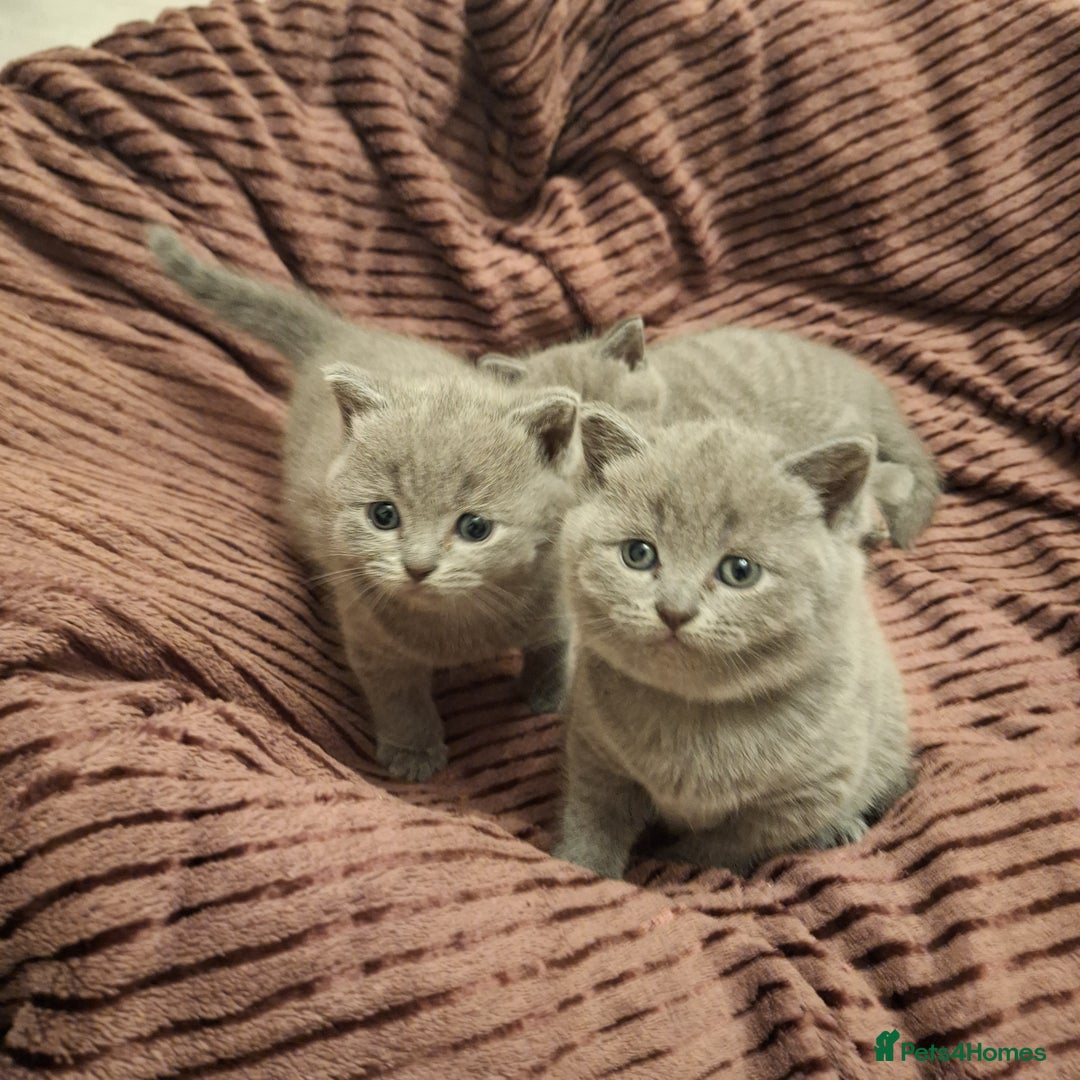 British Shorthair cats for sale: ✨British Shorthair Kittens looking for new family✨ - Advert 16