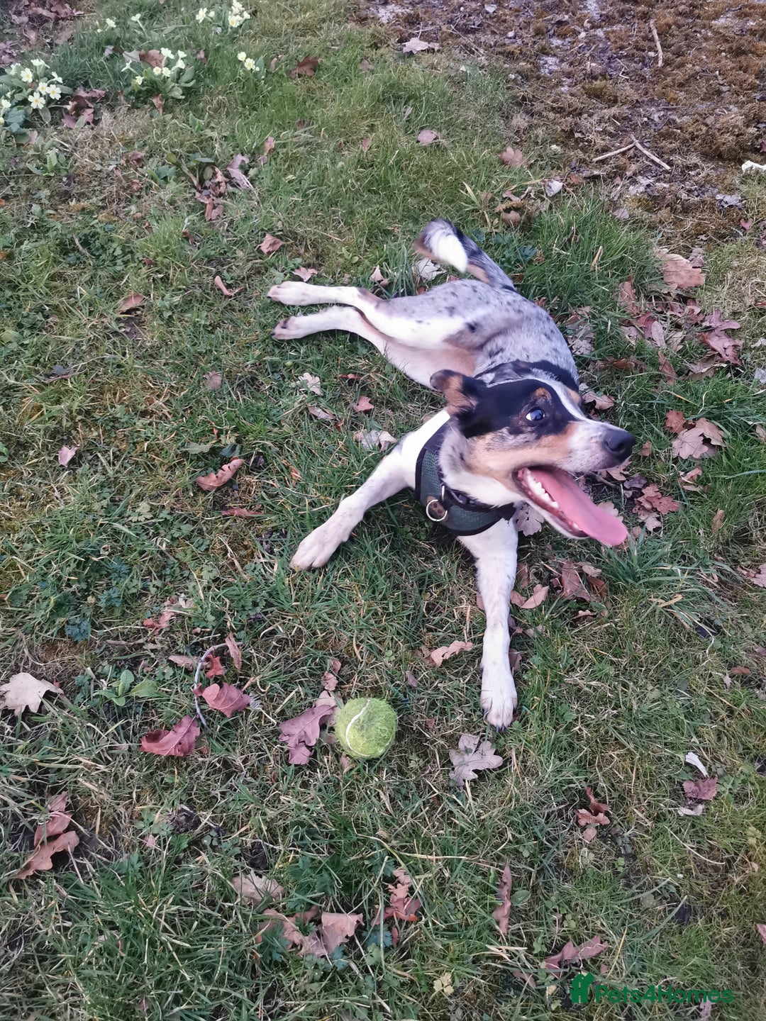 Border Collie dogs for sale: Border Collie looking for a new caring home - Image 2