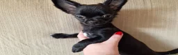Chihuahua dogs for sale: REDUCED Last Pup Left! Chihuahua Puppy READY NOW - Advert 6