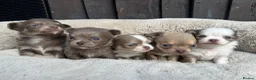 Chihuahua dogs for sale: 🐾🩶 OUTSTANDING litter of EXCEPTIONAL Chihuahuas - Advert 6