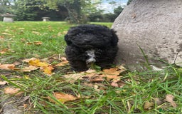 Poochon dogs for sale:  F1b poochon pups health tested parents licensed  - Image 9