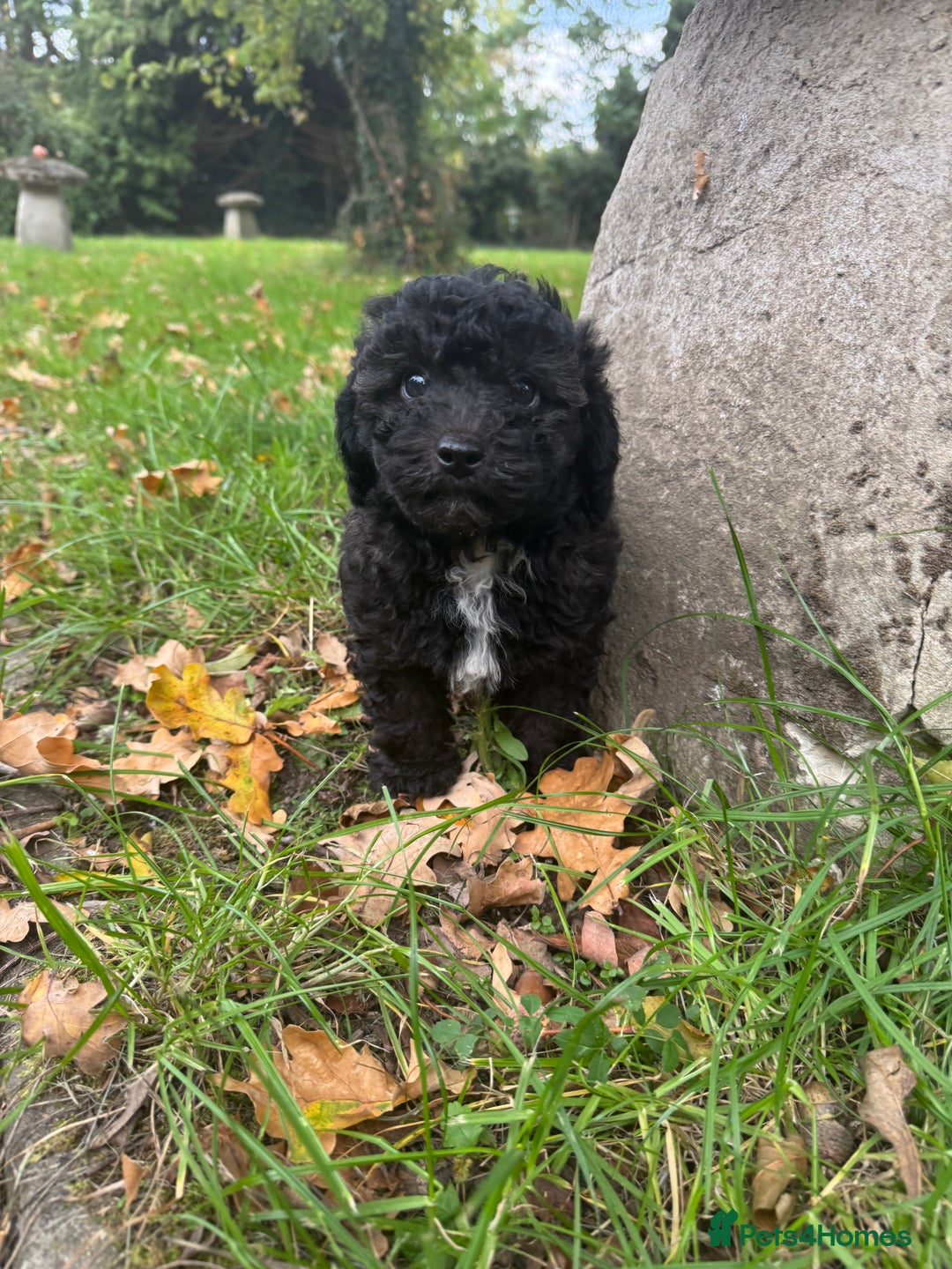 Poochon dogs for sale:  F1b poochon pups health tested parents licensed  - Image 9
