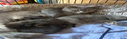 Mixed Breed cats for sale: 4 kittens ready for new homes  in Bordon - Advert 2