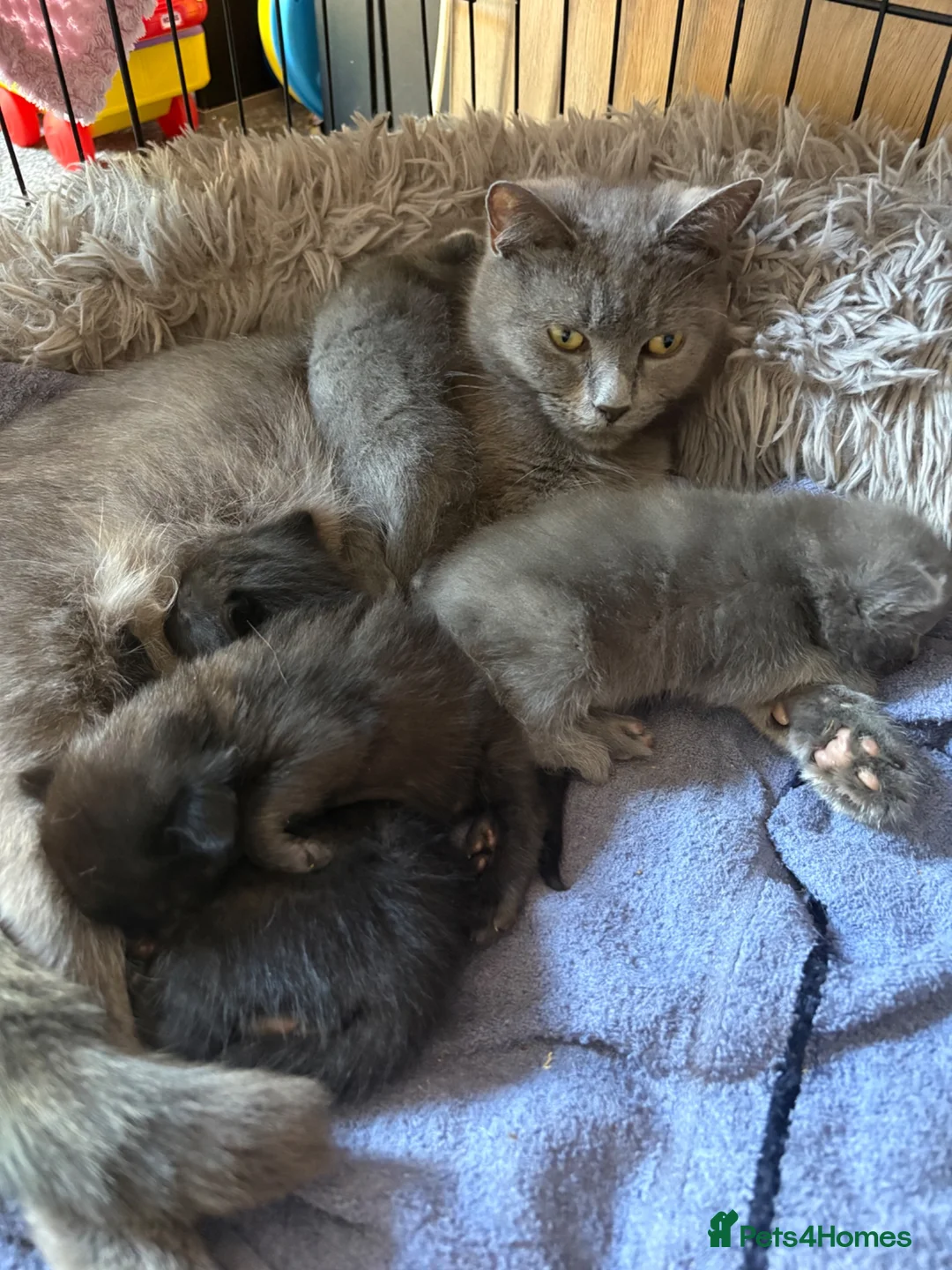 Mixed Breed cats for sale: 4 kittens ready for new homes  in Bordon - Advert 2