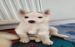 Siberian Husky dogs for sale: Best Quality Siberian Husky Puppies in Scotland - Image 12
