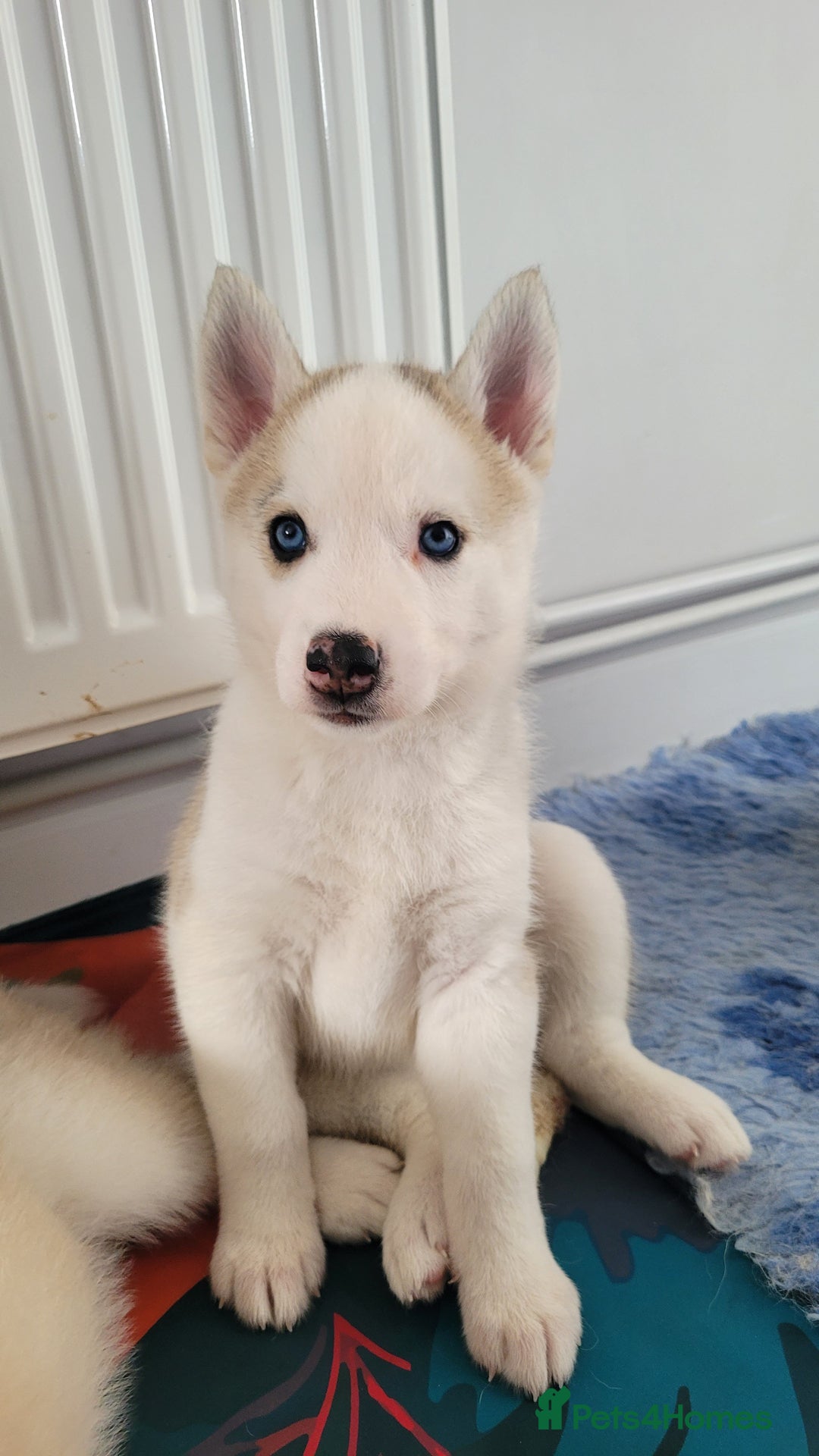 Siberian Husky dogs for sale: Best Quality Siberian Husky Puppies in Scotland - Image 12