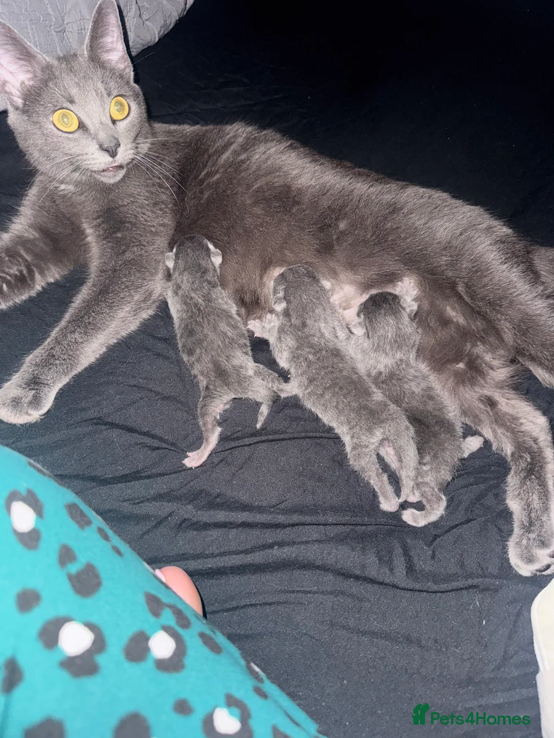 British Shorthair cats for sale: Grey british shorthair kitten - Advert 1