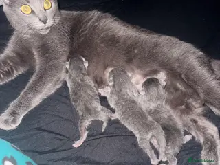 British Shorthair cats Grey british shorthair kitten - Advert 1