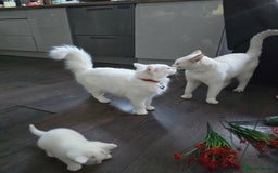 Mixed Breed cats for sale: Mixed breed Turkish Angora fluffy kittens - Image 2