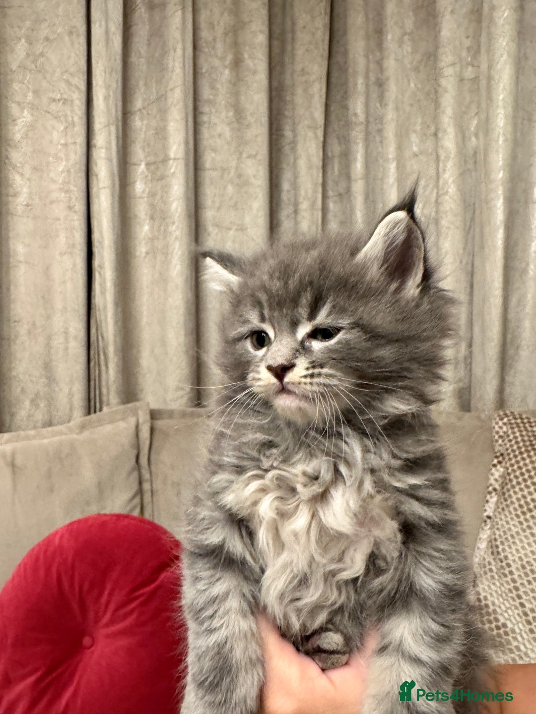 Maine Coon cats for sale: Maine coon kittens - Advert 10