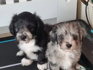 Mixed Breed dogs ** Mauxie dog puppies - Advert 8