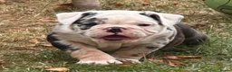 Olde English Bulldogge dogs for sale: 🐾2 Olde English bulldog puppies left 🐾 - Advert 21