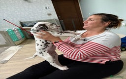 Dalmatian dogs for sale: Our gorgeous Liver boy  - Image 8