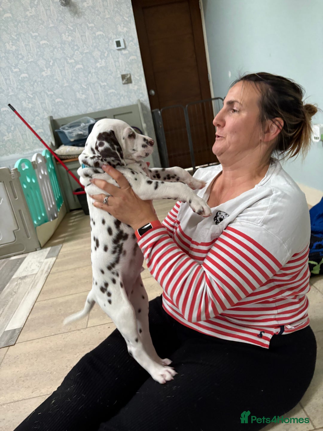 Dalmatian dogs for sale: Our gorgeous Liver boy  - Image 8