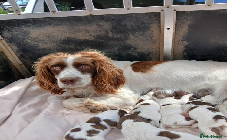 English Springer Spaniel dogs - Advert 1
