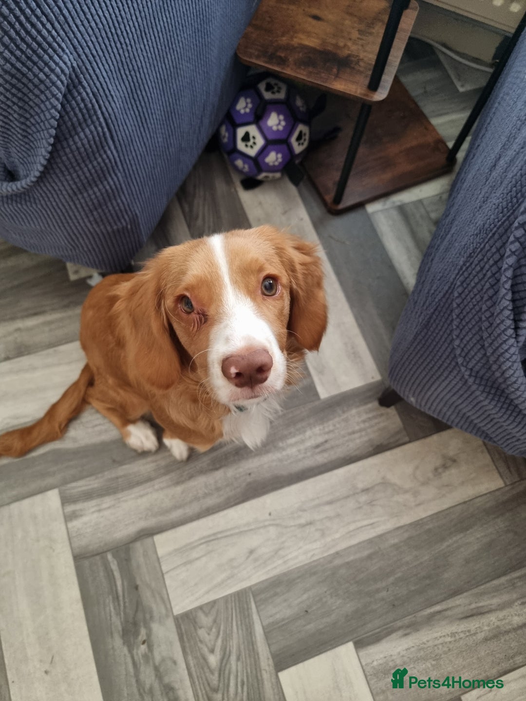 Mixed Breed dogs for sale: 4 month old female cocker spaniel X, new home - Image 2