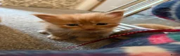 Maine Coon cats for sale: 🐈 ONLY 2 BOYS LEFT! READY FRIDAY 29TH MAY!!! 🐈 - Advert 24