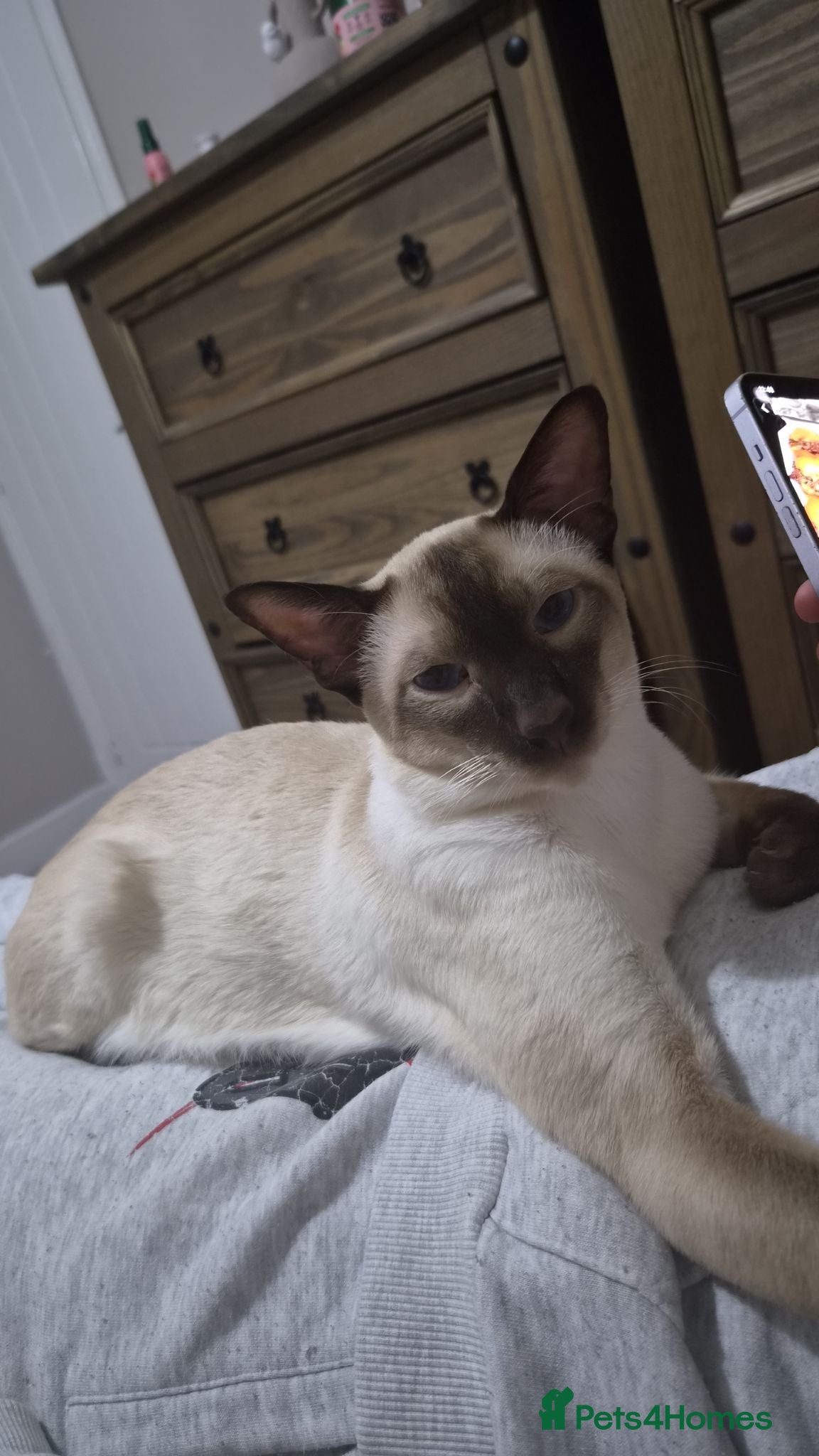 Siamese cats Siamese boy  - Advert 1