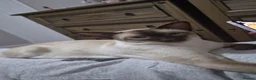 Siamese cats for sale: Siamese boy  in Sheffield - Advert 1