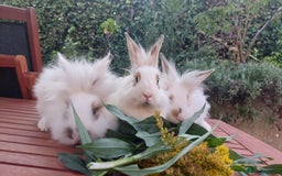 Mixed Breed rabbits for sale: Very pretty soft fluffy bunnies - Image 15