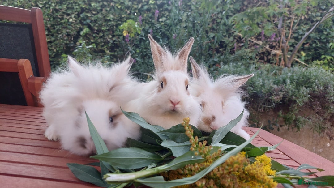 Mixed Breed rabbits for sale: Very pretty soft fluffy bunnies - Image 15