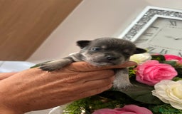 Chihuahua dogs for sale: Loving home needed🐶🐾🩷 - Image 9