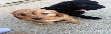 Cockapoo 2