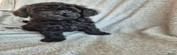 Miniature Poodle dogs for sale: Ready now! Only 2 girls left  - Advert 22