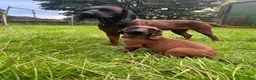 Bavarian Mountain Hound dogs for sale: Bavarian mountain hound pups - Advert 2
