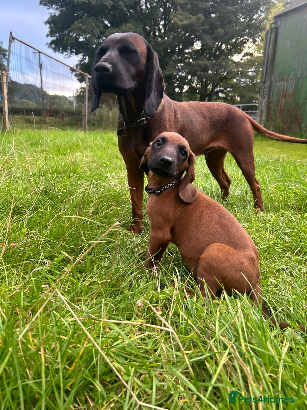 Bavarian Mountain Hound dogs for sale: Bavarian mountain hound pups - Advert 2