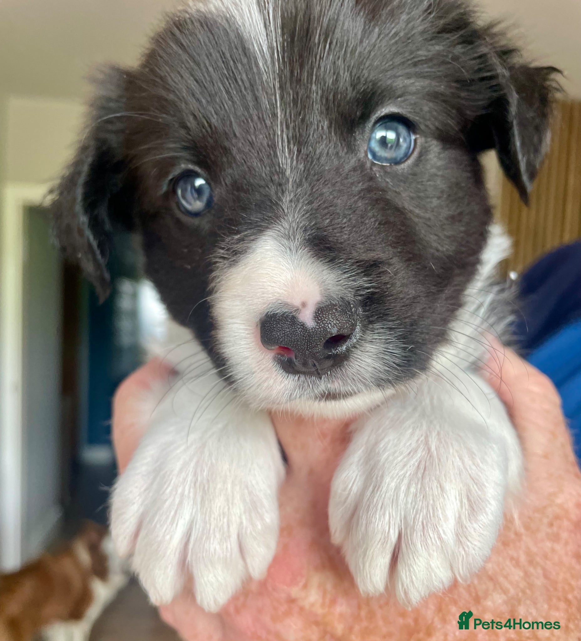 Border Collie dogs Border Collie Puppies  - Advert 1