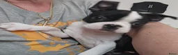 Boston Terrier dogs for sale: Boston Terrier KC Reg 1 Girl ready to go 1950  - Advert 12