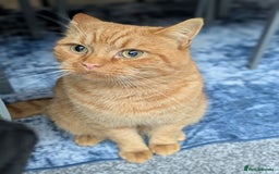 British Shorthair cats for sale: Beautiful ginger male cat  - Image 1
