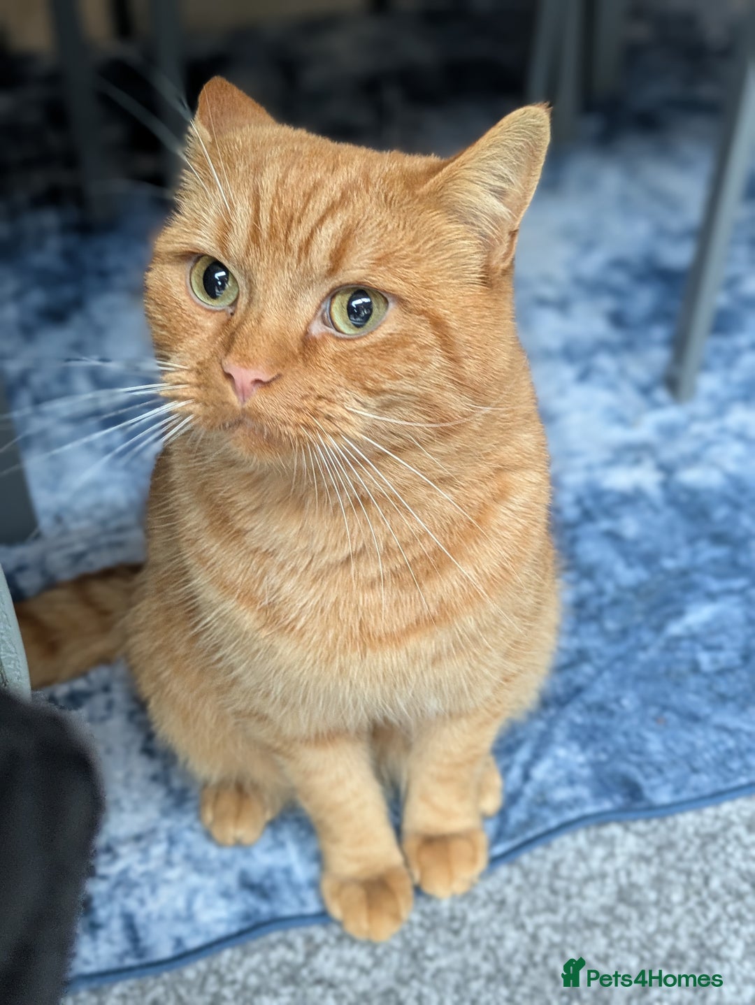 British Shorthair cats for sale: Beautiful ginger male cat  - Image 1