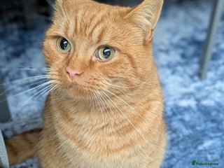 British Shorthair cats - Advert 9