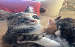 Maine Coon cats for sale: TICA registered, pedigree maine coon kittens  - Image 5