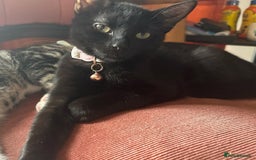 Bombay cats for sale: Black cat for sale  - Image 5