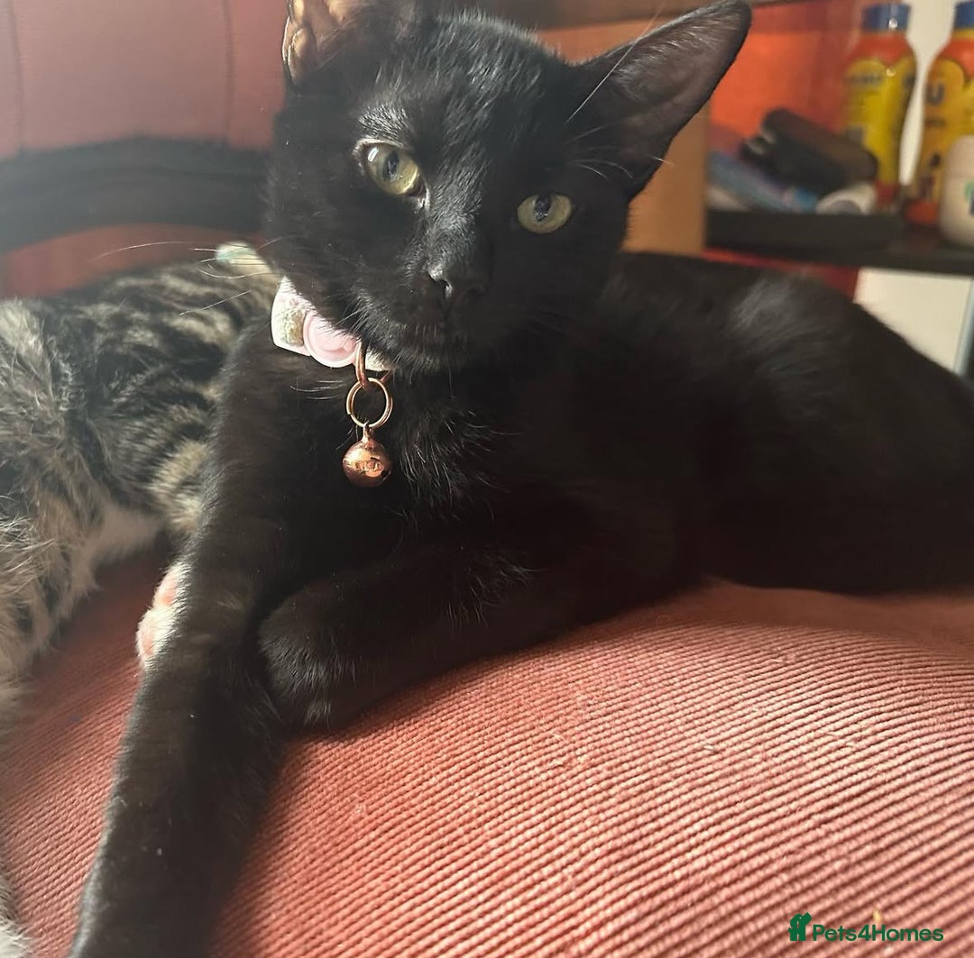Bombay cats for sale: Black cat for sale  - Image 5