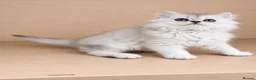 British Longhair cats for sale:  Longhair Silver Point & Golden Point Kittens - Advert 8