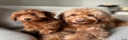 Mini Goldendoodle dogs for sale: Trained F1b Toy Goldendoodle - DNA/Health tested - Advert 2